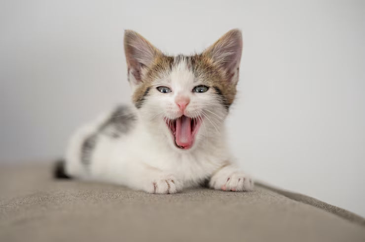 Gatos